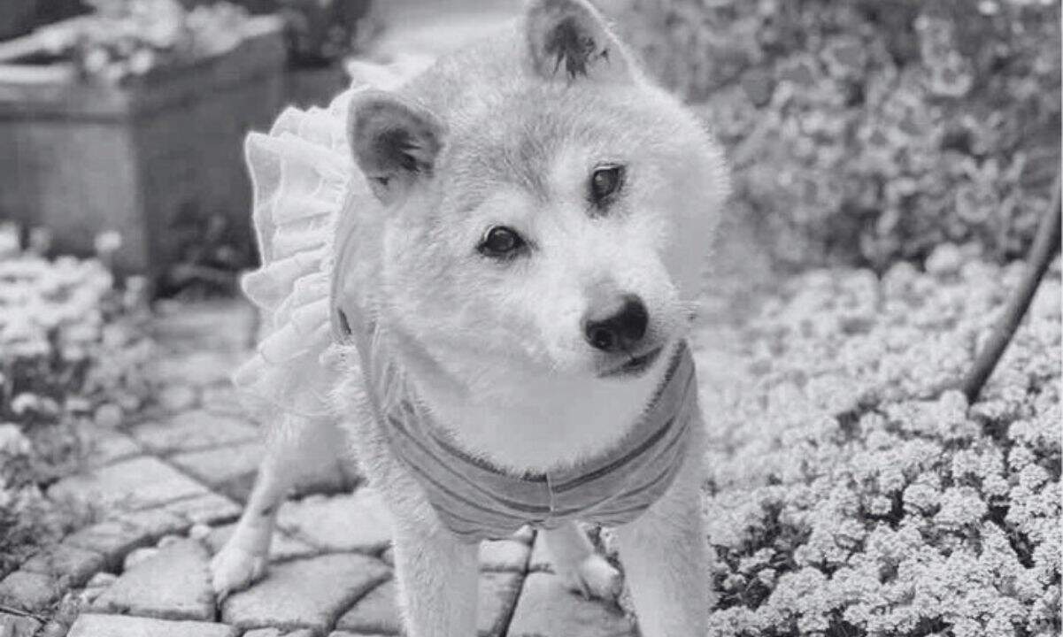 Farewell, Doge: Kabosu, the Shiba Inu Behind the Iconic Meme, Dies at 18