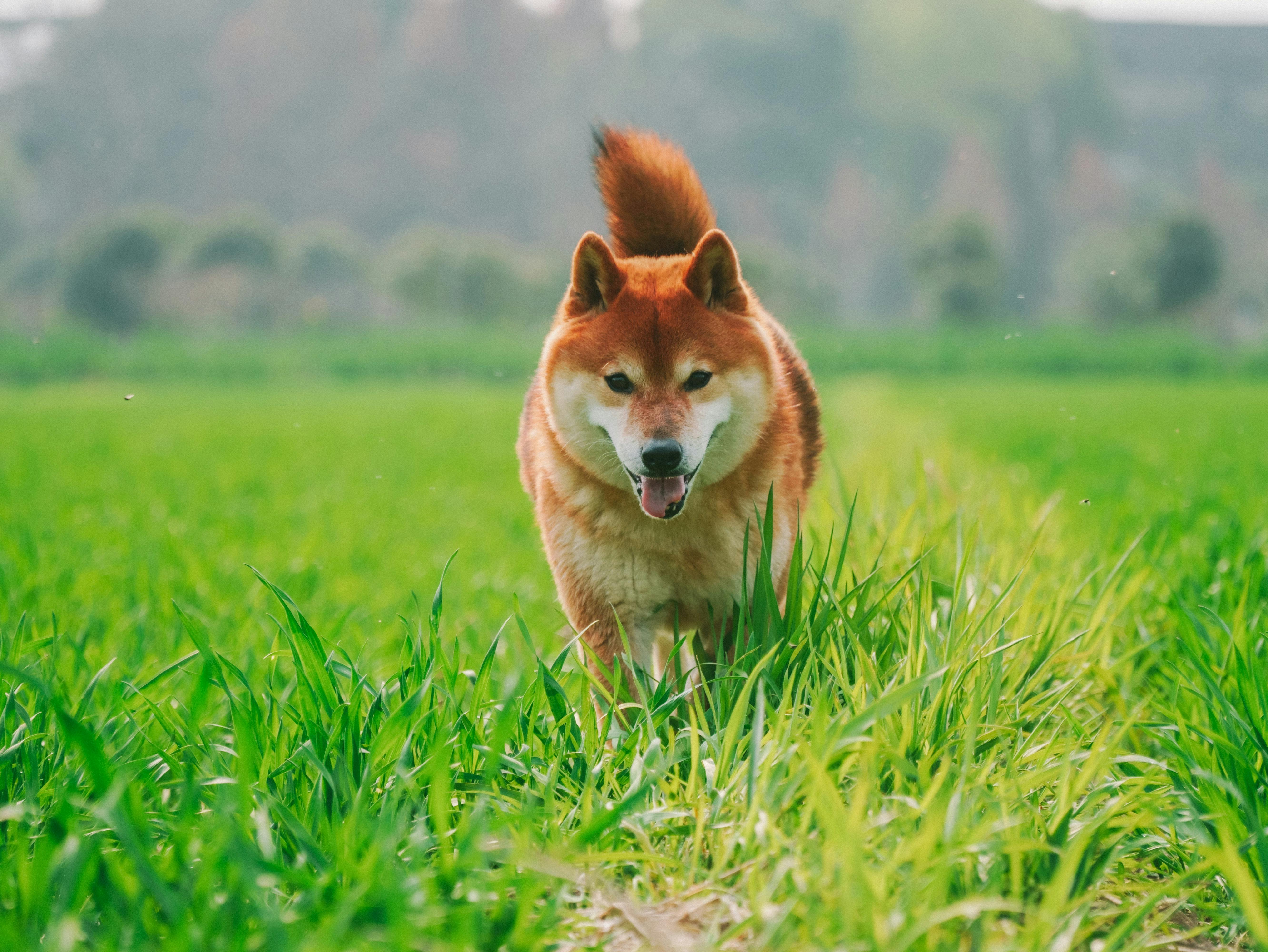 Shiba Inu (SHIB) has had a tough market in the last six months, losing more than half of its value. At $0.0000138 now, the token is down 70% from its March high of $0.000045. Such a plunge is steep and stressful for investors who bought during its peak. Yet a faint glow of hope seems to emanate from the market as it sees a modest 6.5% gain over the last week. Related Reading: Avalanche Revenue Nosedives Over 40% In Q2 – Impact On AVAX Price Crypto analyst LuckSide thinks that SHIB will experience a huge rally in the coming months, considering mostly whale activity as an encouraging reason. Meanwhile, based on an examination by crypto analyst Dexter, and CoinCodex, development may be slightly below par, so SHIB will not be able to boast high short-term returns, but the long-term value is really massive. By the middle of October, according to CoinCodex, SHIB may fall down by -0.51% at best and reach $0.00001330. Whale Activity: The Main Catalyst One of the most impressive developments in the Shiba Inu market is the drastic increase in whales’ activity. In a mere two days, whales accumulated over 3 trillion SHIB tokens, which shows that these large holders and other major investors have regained interest in this asset. Whales have also withdrawn over $4 million worth of SHIB from exchanges; this, in most cases, is an indicator that confidence remains high in the long-term prospects of the meme coin. LuckSide believes this accumulation will spur a strong price rally. He projects that eventually, SHIB can go up to $0.001, marking an increase of 7,145% from the present day. Despite this prediction, LuckSide claims that whales’ movements usually herald a considerable market shift. He also believes the man in the street will buy in if Shiba Inu can succeed in breaching its significant resistance level of $0.000016, which is just 16% higher than its price today. Bearish Sentiment Persists Still, not all digits indicate an upward trend. The current market for Shiba Inu, in the Fear & Greed Index is dim at 33 (Fear). CoinCodex also made some predictions regarding SHIB and it indeed agrees with the conservative point of view: by October 17, 2024, a minute drop of -0.51% is forecasted, and may get down to $0.00001330. Shiba Inu has failed to maintain the momentum after several successive positive movements. The coin had green days only 50% in the last month, and the price volatility remained at 4.49%. Related Reading: Bitcoin On Track For $92,000 ‘Bounce’ In 3 Months, Analyst Predicts Data from CoinCodex and other websites do not consider this as a good buy, primarily due to easy money makers. Broader market hesitancy is reflected in the softened price action that makes the short-term prospects unattractive. Long-Term Potential Still In Play While the short-term future of SHIB is unsure, some analysts still hold hope that the coin will experience a long term upside. For example, crypto trader Dexter says Shiba Inu easily reaches the threshold of $0.00015, which is a 10-fold increase. LuckSide’s model is much more aggressive than Dexter’s model; however, this is much less – but still gives room for optimistic investors to stay and wait. According to him, meme coins like SHIB usually have episodic surges, most especially when whales begin rallying. Featured image from Pexels, chart from TradingView