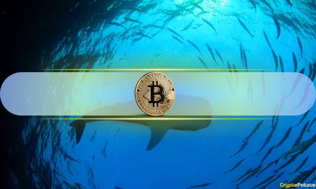 Bitcoin Whales Signal Confidence as Net Inflows Remain Positive