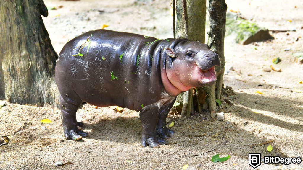 The Moo Deng token, inspired by a viral baby pygmy hippo from Thailand`s Khao Kheow Open Zoo, is declining after an explosive surge.