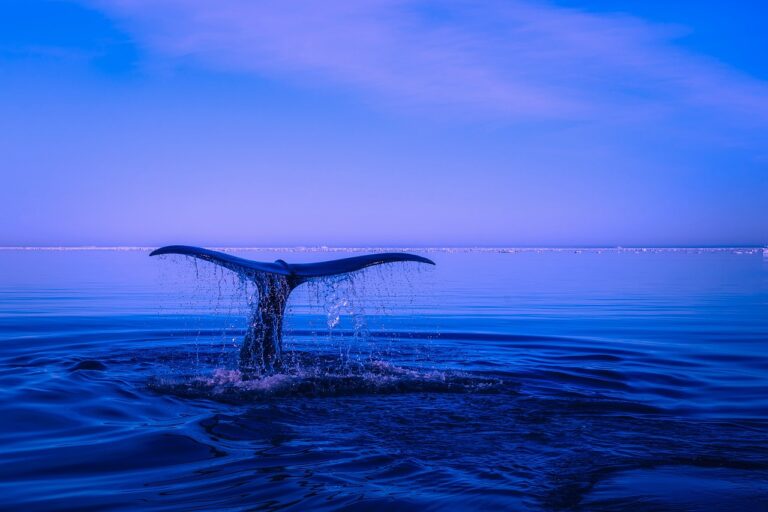 As the price of the flagship cryptocurrency Bitcoin dropped more than 4% to a low around the $60,000 mark in the beginning of October, a “giant whale” restarted depositing BTC into centralized exchanges. According to data shared by on-chain analytics firm Spot On Chain on the microblogging platform X (formerly known as Twitter), the whale