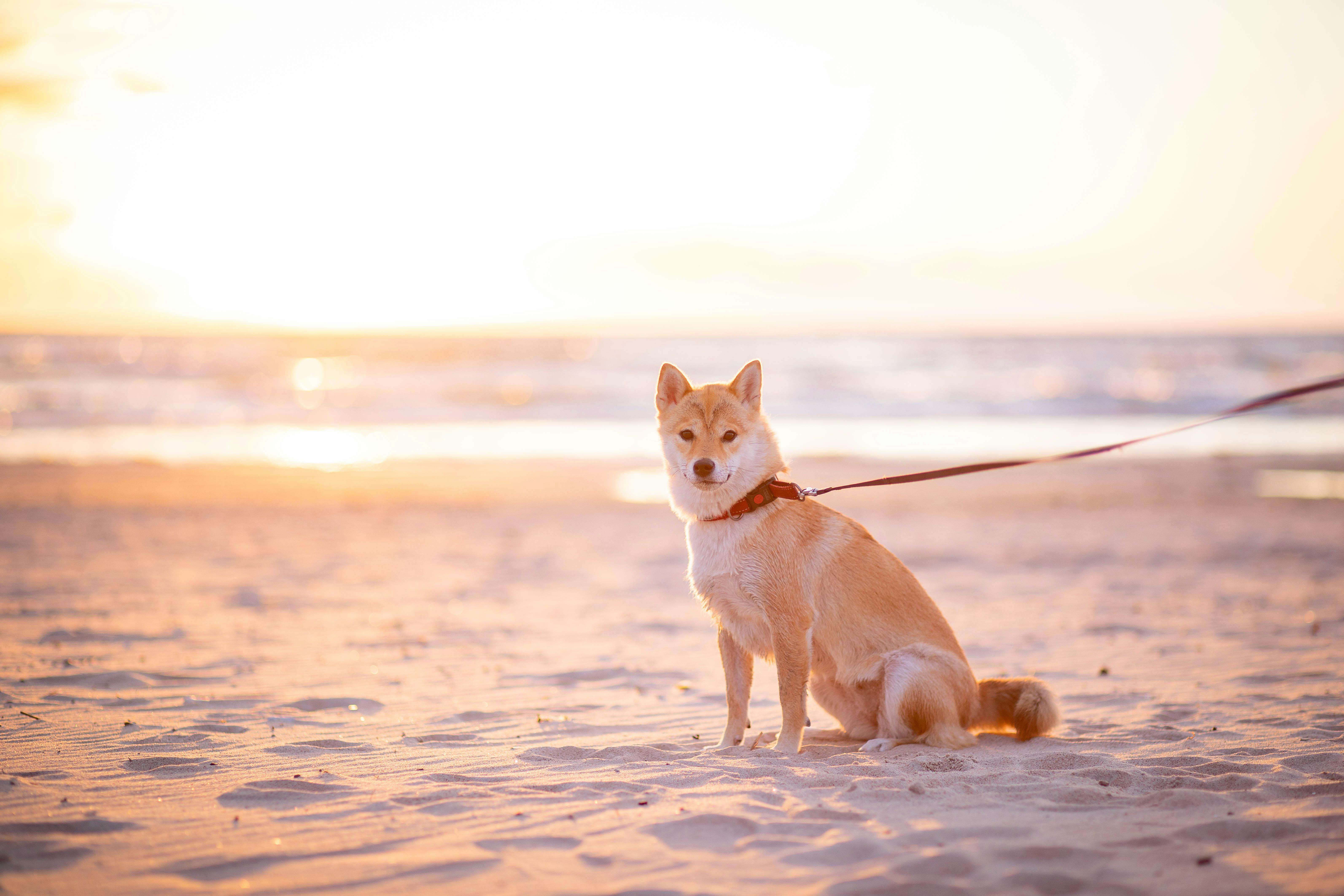 Shiba Inu (SHIB), the parody coin that hit the headlines in 2021, has reignited investor interest. Based on the examination of crypto expert Javon Marks, the token has recently emerged from a declining wedge formation, which may suggest that a substantial price increase is in the offing. Related Reading: Whales Hoard $90 Million In Bitcoin: A Sign Of What’s To Come? Marks estimates that SHIB might increase by 342% and reach $0.000081, a level not seen since the bull run of 2021. If current trends continue, the canine-inspired digital asset may see a significant price turnaround. Following that milestone break, the future of SHIB’s price looks promising. According to the estimations, if the token reaches $0.00001794 in mid-November 2024, there will be a 0.65% immediate price gain. The current position at a neutral 50 of the Fear & Greed Index reveals a balanced state of mind on the market and correlates well with cautious optimism regarding the change in SHIB price. Of late, in the last 30 days, SHIB has been green for half the days, 15, and that too supports further future development. $SHIB (Shiba Inu) – Are you prepared for $0.000081!? With SHIB broken out of a recent Falling Wedge pattern and a much larger (unpictured) resisting trend, an over 342% run from here to it could happen ASAP, and this falling wedge break may only help spark the process ????! https://t.co/wSz2eVepSp pic.twitter.com/eefYqFGg1N — JAVON⚡️MARKS (@JavonTM1) October 11, 2024 The Power Of A Falling Wedge For the last five months, SHIB has been in a falling wedge pattern, which is a chart pattern in technical analysis that normally trends with a strong bullish reversal. As such, this particular pattern, where the lows are lower and the highs are lower, has proven to be a trigger for breakouts. In March 2024, the pattern was apparently clear, as SHIB declined from the yearly high at $0.000045. According to Marks, it may be the breakthrough that pushes the token all the way to $0.000081. Key Indicators Point To Strength Momentum may be emerging as SHIB trades around $0.00001785 with persistent higher lows. Additionally, the token’s 50-day and 100-day Exponential Moving Averages (EMAs) are lower than the current price, suggesting bullishness. The fact that SHIB is still trading above its 200-day Simple Moving Average (SMA) indicates that it is in an uptrend over the long term, despite the fact that it is trading below its 50-day SMA, which is often a bearish signal. The confluence of these indicators indicates that SHIB is stable, although it is possible for it to move farther in any direction. Related Reading: Baby Doge Coin Rockets 200% In 30 Days – What’s On The Horizon? Support And Resistance Levels Looking forward, Shiba Inu has important support around $0.000017; resistance at $0.000018 and $0.000019. Should the token be able to surpass these resistance thresholds, it may rapidly achieve the target anticipated at $0.000081. Meanwhile, there still is room for development, but traders and investors should continue to watch closely the activity of the price because the next steps for SHIB can validate the breakout or trigger even more consolidation. Yet considering past trends and technical hints that look hopeful, it might be just a matter of time before SHIB explodes into significant value soon. Featured image from Pexels, chart from TradingView