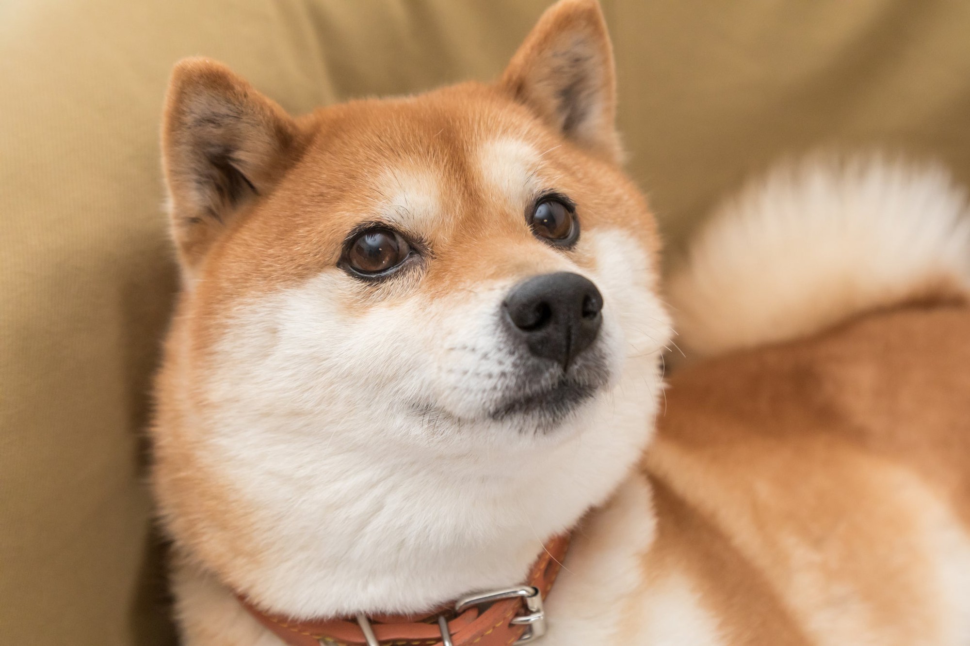 A leading analyst has forecasted that Shiba Inu may surge by 400%, elevating its price to $0.000074. This prospective increase is supported by recent price movements and significant technical indicators. Related Reading: Neiro Coin Blows Up 4,608%—Can It Sustain The Momentum? Shiba Inu has experienced a consistent increase, presently trading at $0.00001805 following a brief decline to the $0.000016 area last week. Although its gains have been less substantial than those of other meme tokens, observers believe SHIB is poised for a significant rebound imminently. TradingView expert Without Worries has recommended that this is an opportune moment to initiate a long position in Shiba Inu. Despite a 70% decline in the token since March, numerous positive indicators have surfaced, such as RSI breakouts and trend reversals. Shiba Inu Price: How Big Is The Projected Increase? Shiba Inu might rise 400% to $0.000074, according to the researcher. SHIB made a fourfold increase to $0.000045 early this year, which matches this estimate. Notwithstanding the optimism, the analyst saw the potential for additional corrections regarding Shiba Inu. Investors must remain cognizant of possible obstacles ahead. Resistance Levels Shiba Inu is currently facing resistance at $0.00001865. It has already broken through this level to reach an intraday high of $0.00001893. The next levels of resistance are $0.00001969 and $0.00002094. The present technical analysis for SHIB forecasts a price escalation of 0.74%, aiming for $0.00001802 by November 14, 2024. Strong market mood supports this forecast, as shown by the Fear & Greed Index, which sits at 65 and denotes investor greed. Related Reading: Dogecoin Revival: Active Addresses Skyrocket To Highest Level In 8 Months Time To Buy The Meme Coin? In the preceding month, Shiba Inu experienced 15 green days out of 30, resulting in a 50% positive performance rate, and shown a price volatility of 12.02%. These facts indicate that the present may be a favorable opportunity for investors to contemplate acquiring SHIB. The optimistic sentiment and substantial anticipated expansion underscore robust market interest in the meme coin from a technical standpoint. The Fear & Greed Index residing in the greed zone may suggest possibilities for price appreciation, although it also warrants caution for probable corrections. It is crucial for traders to monitor important support levels at $0.000018 and resistance levels at $0.000019 while navigating this volatile market environment. Shiba Inu is a promising investment due to its performance and expectations. Featured image from Getty Images, chart from TradingView