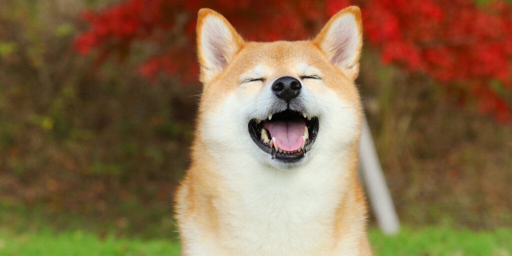 Traders betting on the future price of Dogecoin have faced liquidations Tuesday, with one Binance user losing $1 million.