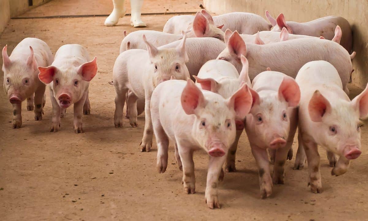 Over $5.5 Billion Stolen in Pig Butchering Scams: Cyvers Reports