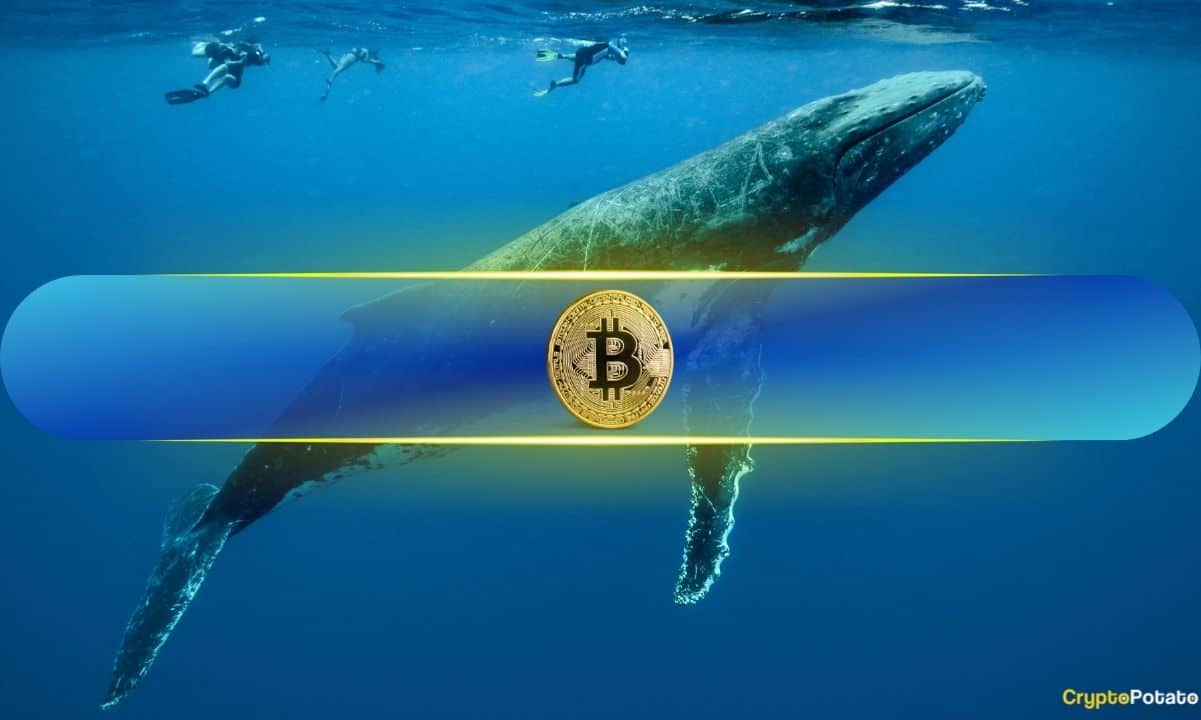 Bitcoin’s price recovered from a massive drop to a four-month low earlier this week and sits about seven grand higher now. Analysts believe that it could continue climbing and reach $90,000 as long as it remains above the $84,000 support level, which is being tested now. Whales Buying, BTC Rising Large BTC wallets, typically referred to as whales or sharks, are crucial to the asset’s price movements due to their ability to purchase or offload massive portions in a rather short timeframe that could impact the entire market. After months of accumulating before and during the run toward $110,000, they changed their stance in early February following Trump’s tariffs against several countries. Inevitably, BTC’s price tumbled, and its most recent bottom came earlier this week with a drop below $77,000 – a four-month low. During this correction, though, whales and sharks reversed their strategy once again and began accumulating more of the asset. The last few days of the business week saw another buying spree, with more than 20,000 BTC going into their wallets, according to Ali Martinez, who cited data from Santiment. In terms of USD value, this stash is worth close to $1.7 billion. Whales have bought over 20,000 #Bitcoin $BTC in the last 48 hours! pic.twitter.com/5e6eLvYEiN — Ali (@ali_charts) March 14, 2025 The popular analyst told his 130,000 followers on X that bitcoin could surge to $90,000 as long as the $84,000 support, which is being tested as of press time, holds. Leveraged Run? Although whales purchasing substantial portions of BTC within a few days could indeed impact bitcoin’s price, as well as the entire market, which has jumped since Thursday, CryptoQuant’s Maartunn outlined another possible reason behind the relief rally. He noted that the Bitcoin Open Interest had increased by about 13% from the recent lows and is close to $28 billion now. Consequently, he warned that this surge could be driven by a large number of leveraged positions, which is a double-edged sword. In case of a rapid BTC price crash, those leveraged longs could result in a massive liquidation cascade , as we have witnessed on a few occasions since the February correction. Leverage Driven Pump! Bitcoin Open Interest rises to $27.9 billion, marking a $3.3 billion (+13%) increase from its recent low. pic.twitter.com/e2nAisQ132 — Maartunn (@JA_Maartun) March 14, 2025 The post Bitcoin Price Targets $90,000 as BTC Whales Go on Accumulation Spree appeared first on CryptoPotato .